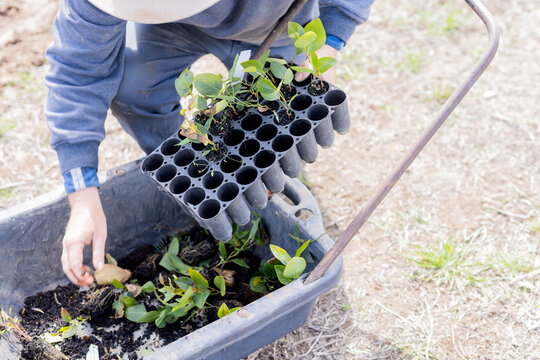 Farmer taking native plant seedlings from growing trays and putting them in a wheelbarrow