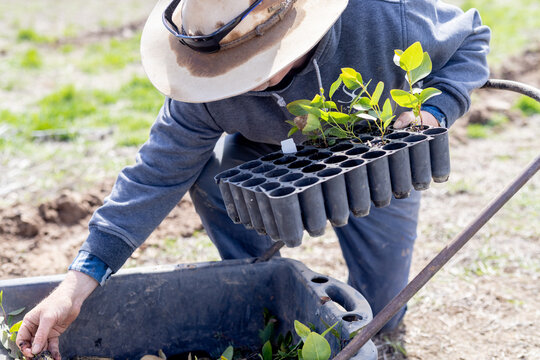 Farmer taking native plant seedlings from growing trays and putting them in a wheelbarrow