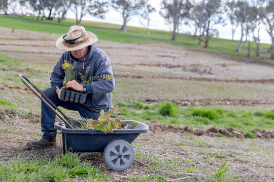 Farmer taking native plant seedlings from growing trays and putting them in a wheelbarrow