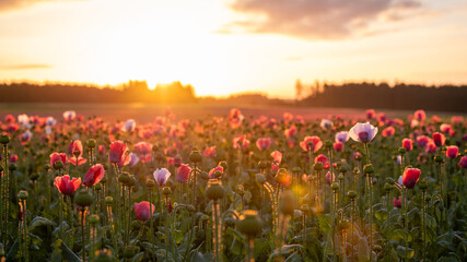 Fototapeta premium Fields full of poppy flowers in the sunrise 