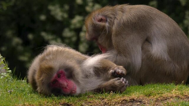 Close up of two adult macaques resting together ona meadow the male is grooming the female on a sunny spring day.