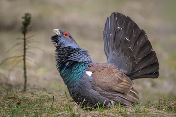 Western Capercaillie (Tetrao urogallus) male performing courtship display in the forest