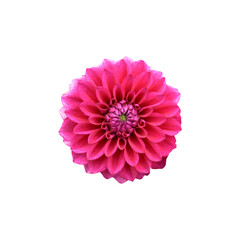 ダリア　花の切り抜き　合成用