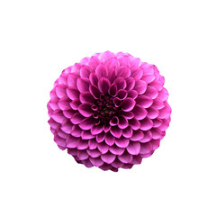 ダリア　花の切り抜き　合成用