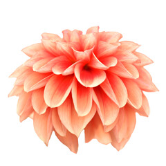 ダリア　花の切り抜き　合成用