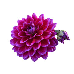 ダリア　花の切り抜き　合成用