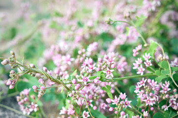 Obraz premium Cynanchum acutum vine with pink star-shaped flowers in the wild.