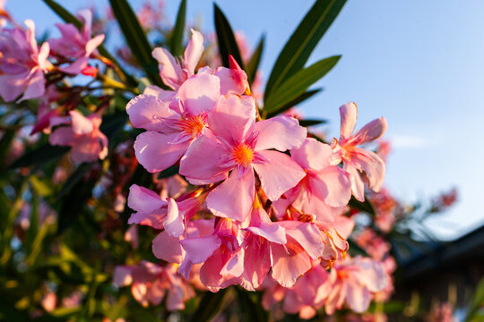pink oleander flowers (Nerium oleander) in sunset light