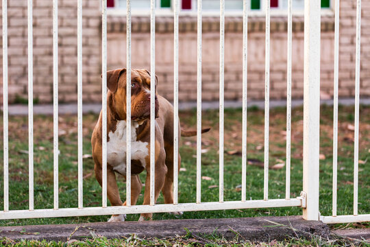 lonely dog standing by fence outside home