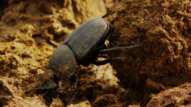 Closeup macro of beetles digging making dung ball in a heap. Wild life nature in natural habitat. Amazing insects of South Africa. African safari, exotic country. Conservation nature in national park