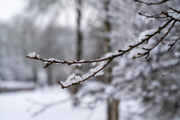 Obraz premium Branch covered with snow crystals.