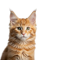Fototapeta premium Orange Maine Coon kitten portrait