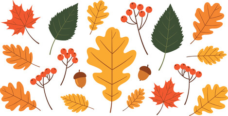 Autumn Leaves and Acorns Vector Illustration Set with Oak, Maple, Berries and Colorful Fall Foliage Elements © Daloara PNG Store
