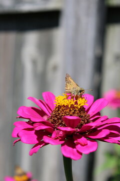Small Butterfly