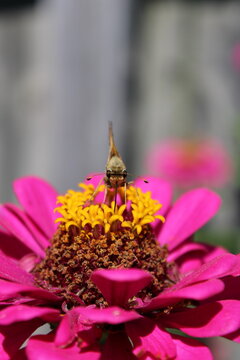 Skipper Butterfly 