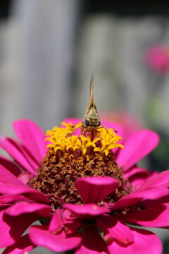 Small Butterfly