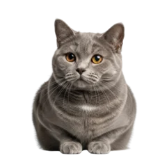 British Shorthair cat sitting © IMPic