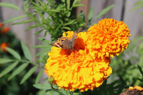 Common Buckeye Butterfly