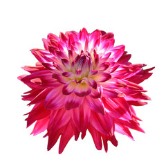 ダリア　花の切り抜き　合成用