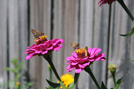 Butterflies