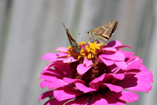 Butterflies