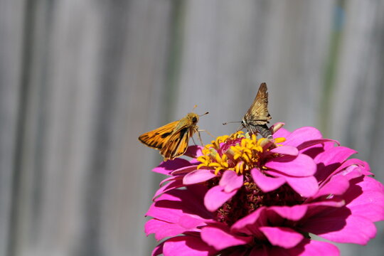 Butterflies