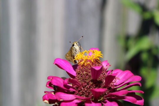 Butterfiy