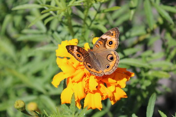 Buckeye Butterfly © enolahawk