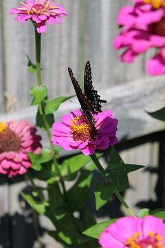 Black Swallowtail Butterfly 