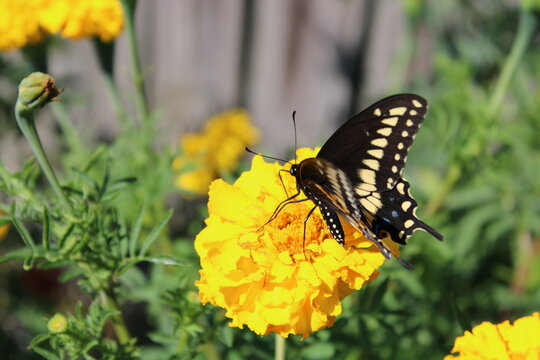 Black Swallowtail