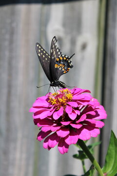 Black Swallowtail Butterfly