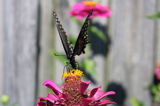 Black Swallowtail