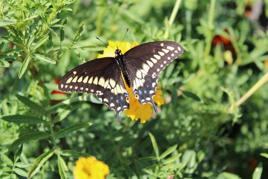 Black Swallowtail Butterfly Wingspan