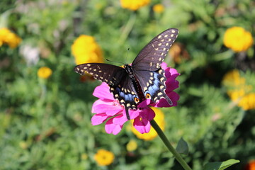Black Swallowtail © enolahawk