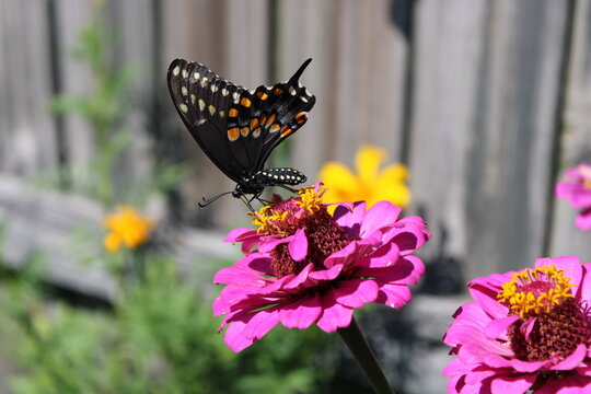 Black Swallowtail