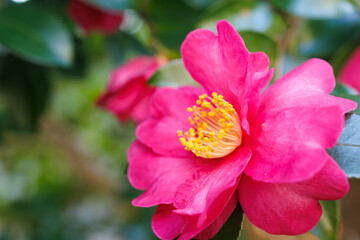 Obraz premium 山茶花