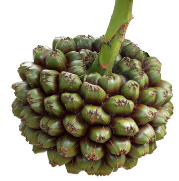 close up of the green and red segmented fruit of a screwpine (pandanus tectorius) isolated on white