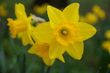 yellow daffodils in spring. colourful early blooming flowers in garden