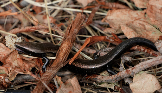tenerife skink (chalcides viridanus) crawling through dry leaves and eating a piece of bread