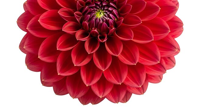 Vibrant Red Dahlia Flower Macro on White Background