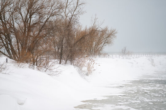 Bare trees and snow-covered dunes along a winter shoreline