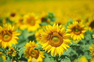 Fototapeta premium Close up of a honey bee pollinating a yellow Sunflower Helianthus annuus in a summer field, Lombardy, Italy, Europe