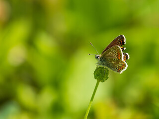 A Female Common Blue Butterfly © Stephan Morris 