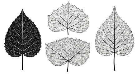 Set of Four Stylized Birch Tree Leaves, Black and White, Detailed Veins, Vector Graphics