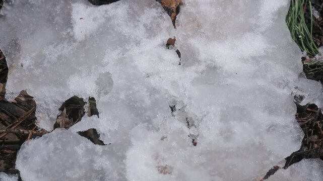 Close-up of snow melting, revealing plants in the forest, macro time lapse of nature's recovery, climate change from winter to spring thaw, seasonal transition and ice melting in the forest.