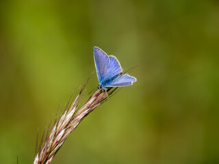 Common Blue Butterfly Resting on Grass © Stephan Morris 