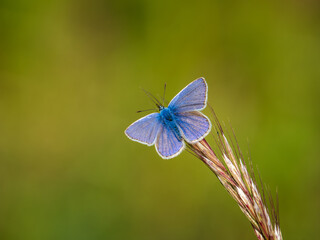 Common Blue Butterfly Resting on Grass © Stephan Morris 