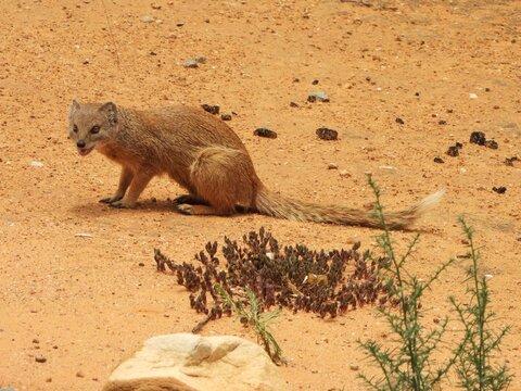Yellow mongoose