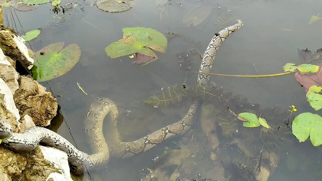 A dead python with its head severed, showing a lifeless snake body in a natural outdoor setting.