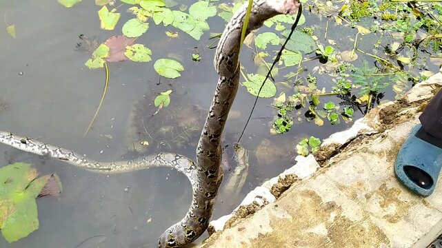A dead python with its head severed, showing a lifeless snake body in a natural outdoor setting.